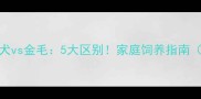 爱尔兰赛特犬vs金毛5大区别家庭饲养指南附对比图