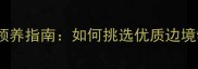 菲凡犬舍专业边牧领养指南如何挑选优质边境牧羊犬及饲养要点