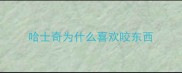 哈士奇为什么喜欢咬东西