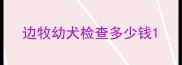 边牧幼犬检查多少钱
