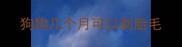 狗狗几个月可以剃胎毛