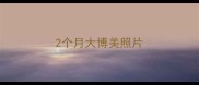 2个月大博美照片