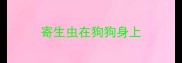 寄生虫在狗狗身上