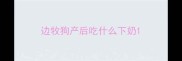 边牧狗产后吃什么下奶