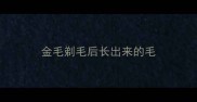 金毛剃毛后长出来的毛