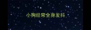 小狗经常全身发抖