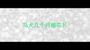 马犬几个月植芯片