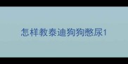 怎样教泰迪狗狗憋尿