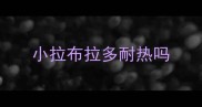 小拉布拉多耐热吗