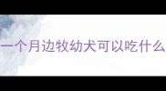 一个月边牧幼犬可以吃什么