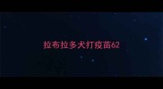 拉布拉多犬打疫苗6
