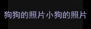狗狗的照片小狗的照片