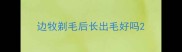 边牧剃毛后长出毛好吗