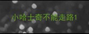 小哈士奇不能走路