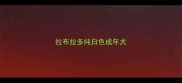 拉布拉多纯白色成年犬