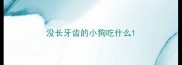 没长牙齿的小狗吃什么