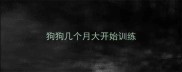 狗狗几个月大开始训练