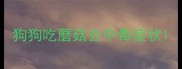 狗狗吃蘑菇会中毒症状