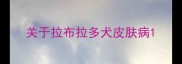 关于拉布拉多犬皮肤病