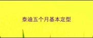 泰迪五个月基本定型