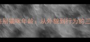 如何科学鉴别猫咪年龄从外貌到行为的三重判断法