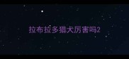 拉布拉多猎犬厉害吗