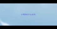 小狗狗吃什么东西