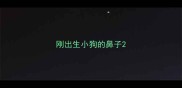 刚出生小狗的鼻子
