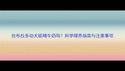 拉布拉多幼犬能喝牛奶吗科学喂养指南与注意事项