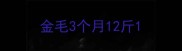 金毛3个月12斤