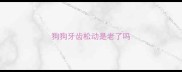 狗狗牙齿松动是老了吗