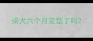 柴犬六个月定型了吗