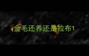 金毛还养还是拉布