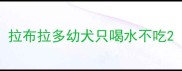 拉布拉多幼犬只喝水不吃