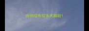 纯种拉布拉多犬脚趾