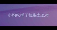 小狗吃撑了拉稀怎么办
