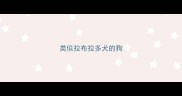 类似拉布拉多犬的狗