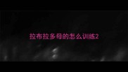 拉布拉多母的怎么训练