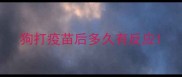 狗打疫苗后多久有反应