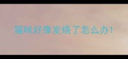 猫咪好像发烧了怎么办