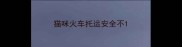 猫咪火车托运安全不
