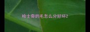 哈士奇的毛怎么分好坏