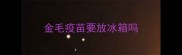 金毛疫苗要放冰箱吗