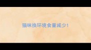 猫咪换环境食量减少