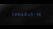怎样挑选高加索小狗