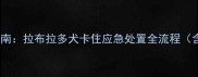 宠物急救必读指南拉布拉多犬卡住应急处置全流程含3大典型案例