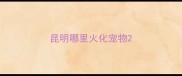 昆明哪里火化宠物
