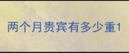 两个月贵宾有多少重