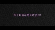 四个月金毛每天吃多少