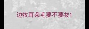 边牧耳朵毛要不要拔